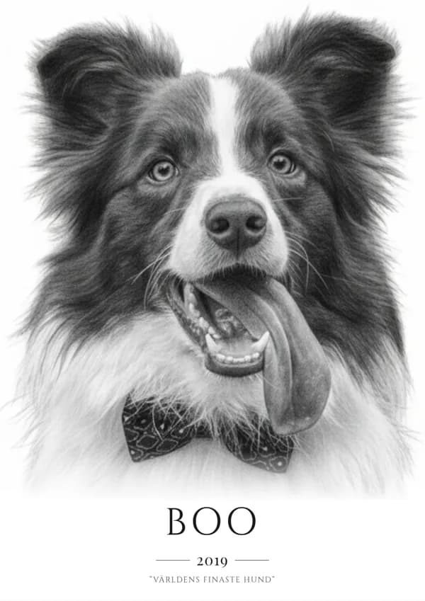 Boo – husdjursporträtt