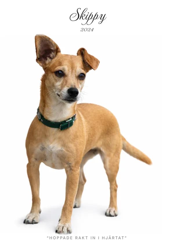 Skippy – husdjursporträtt