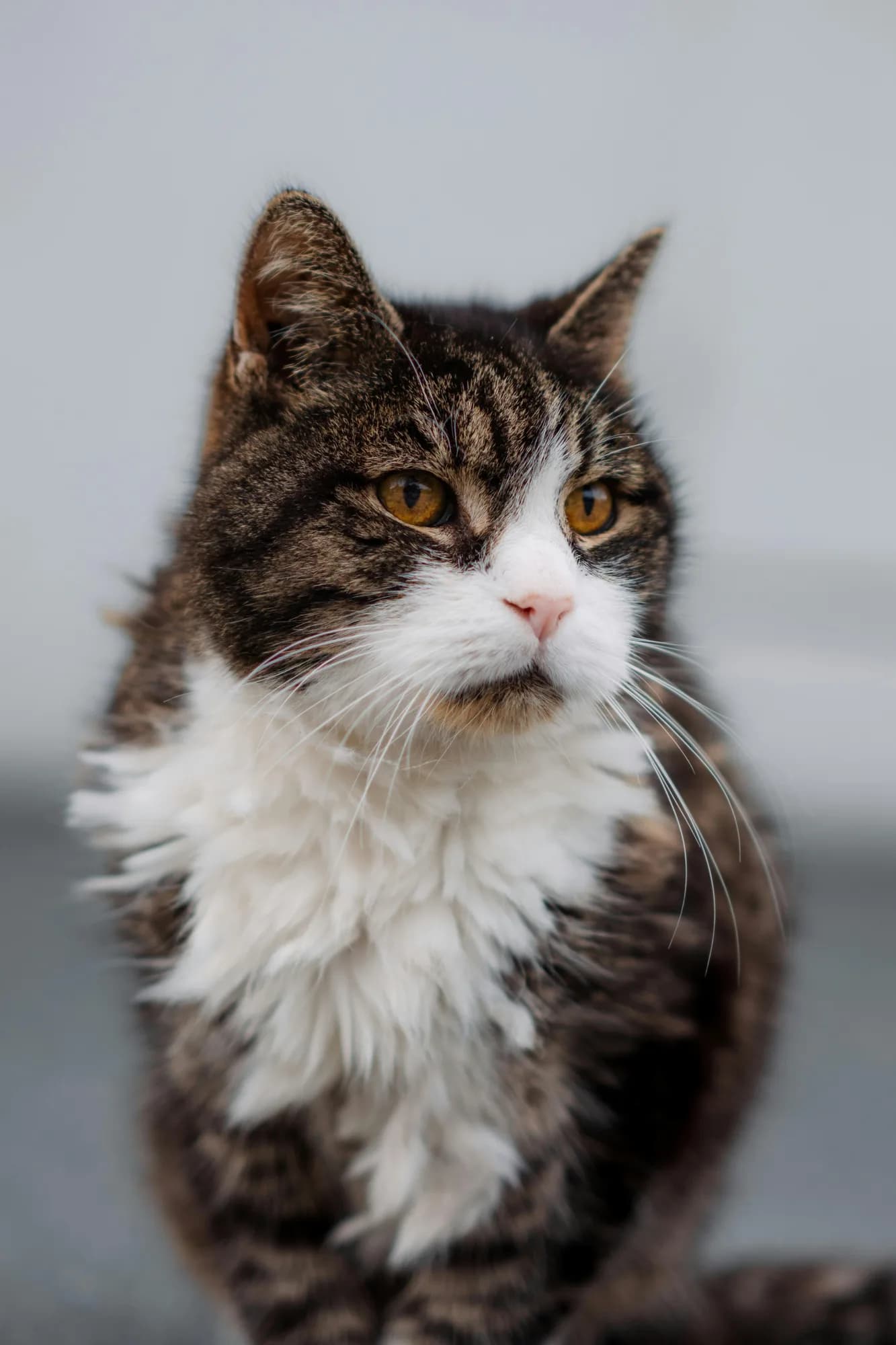 Originalfotot på katten Aslan som porträttet bygger på