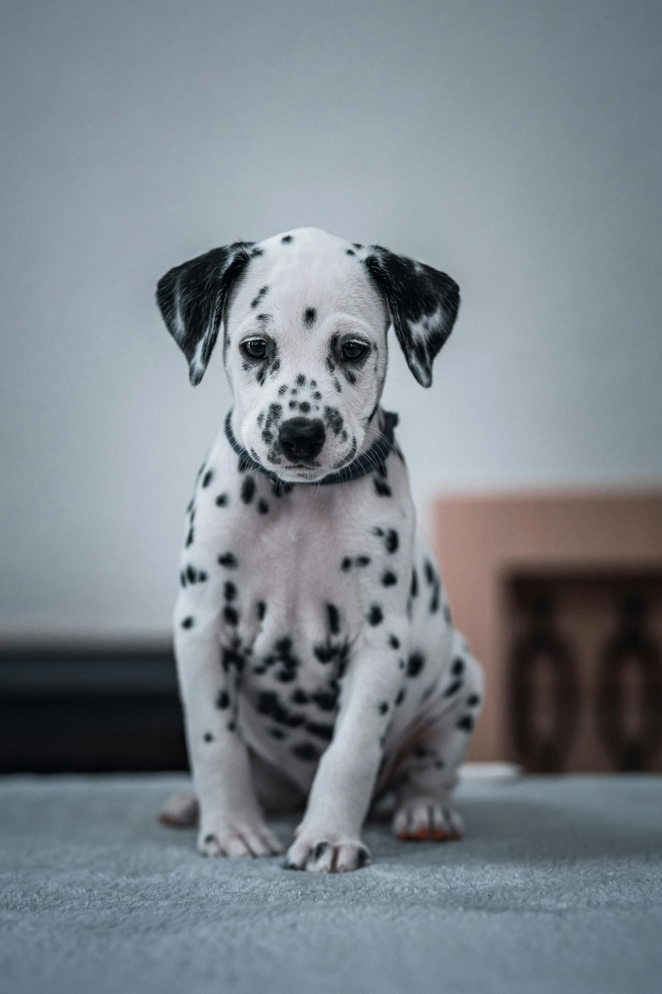 Originalfoto av Dante