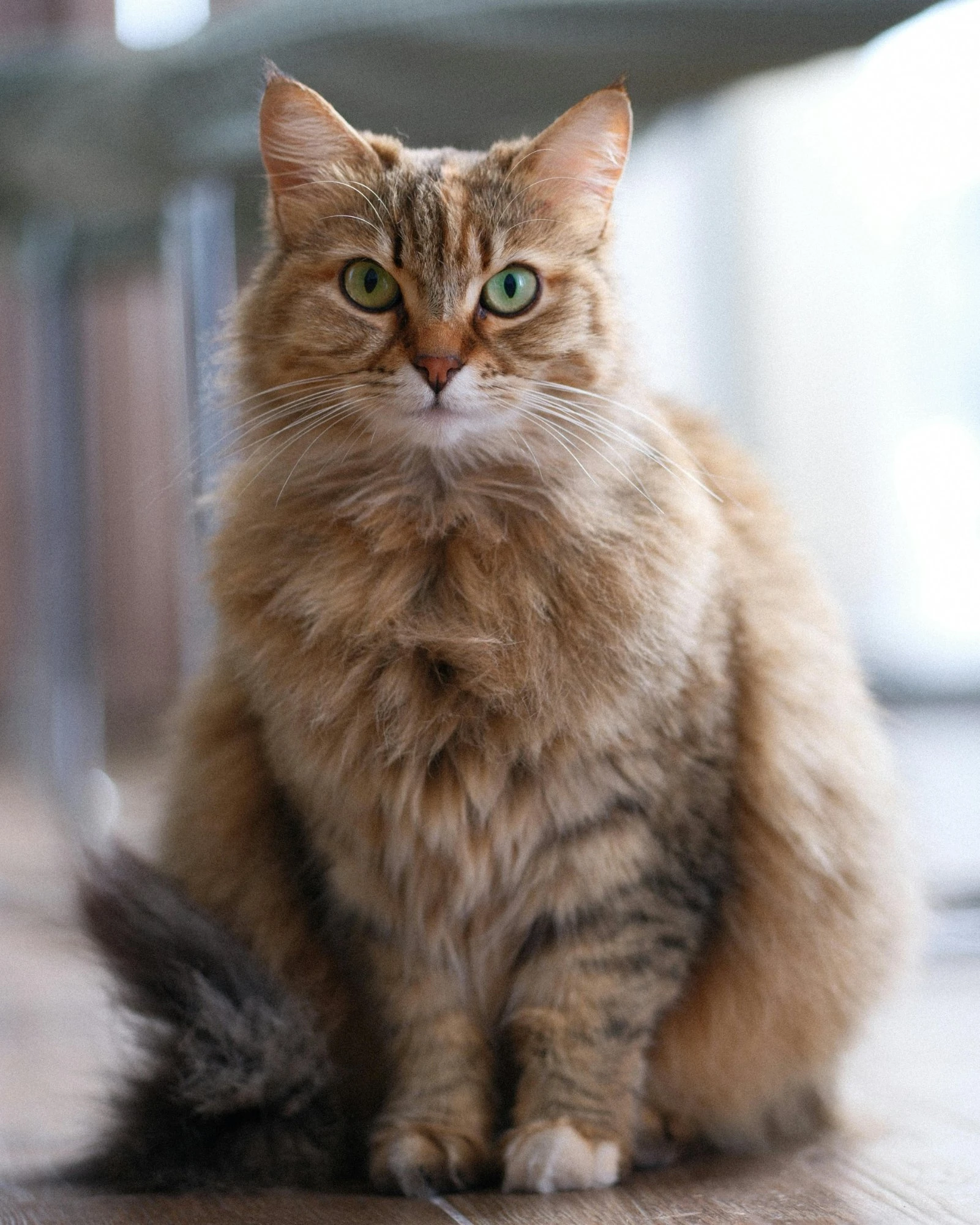 Originalfoto av Frans