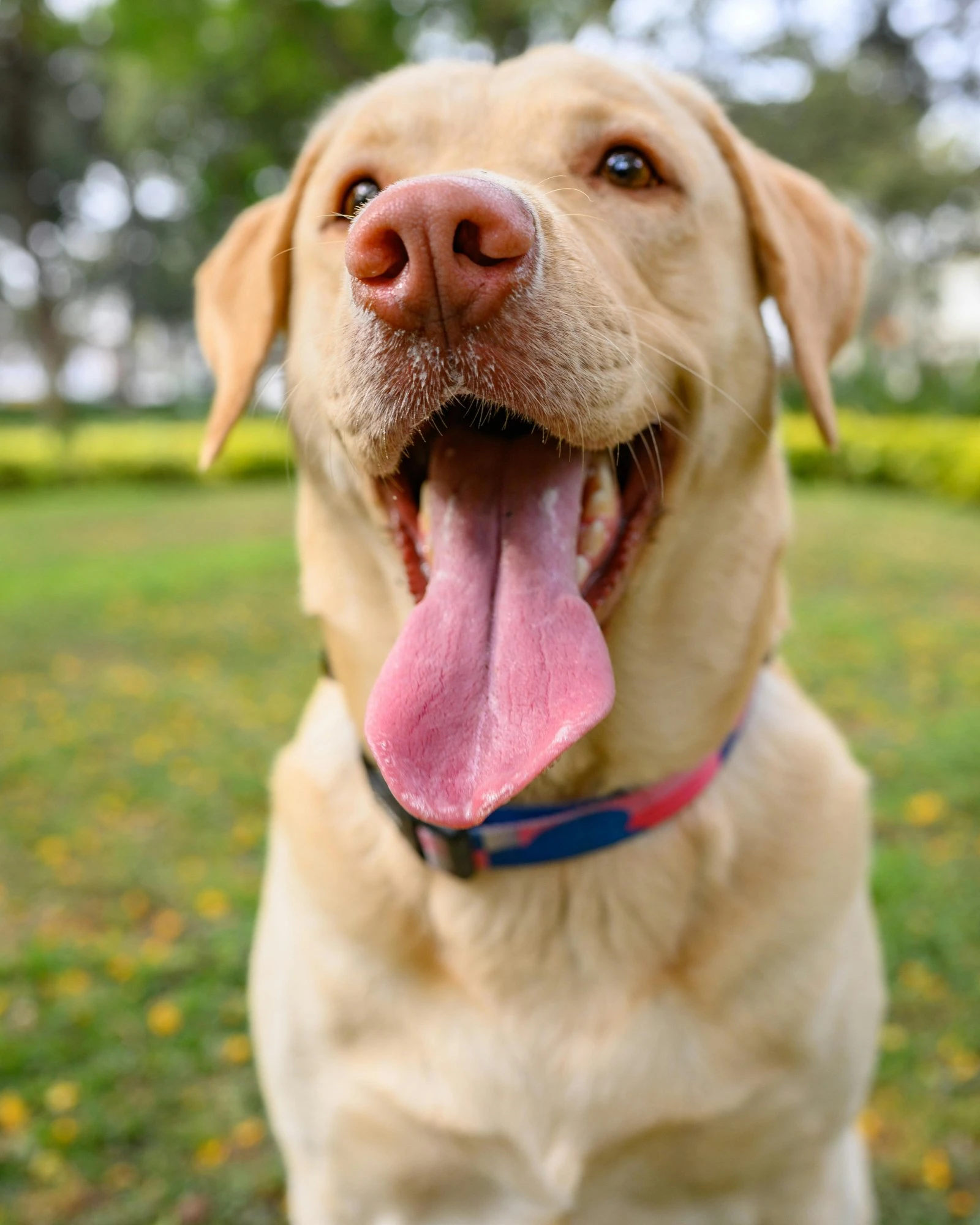 Originalfoto av Leia