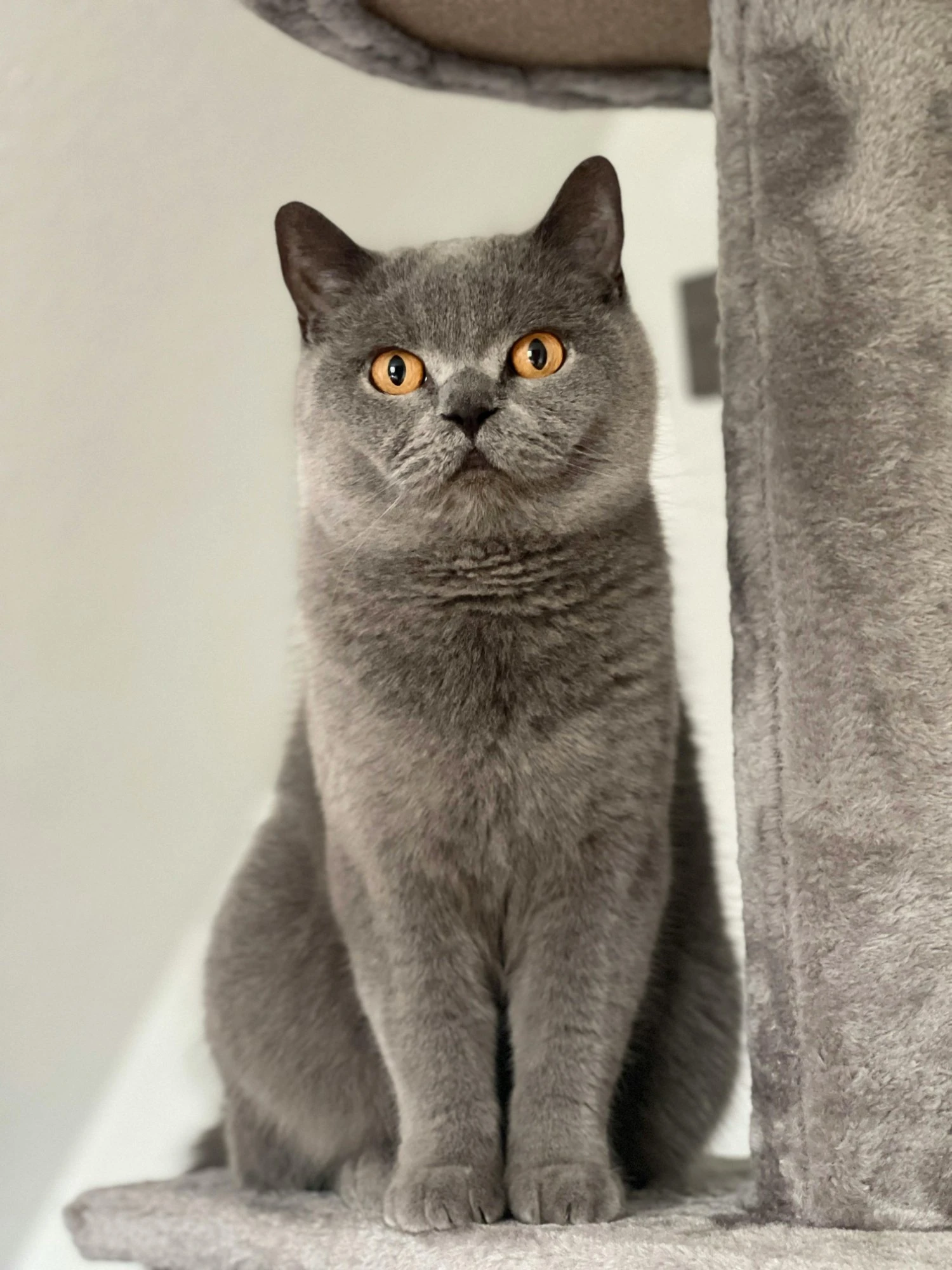 Originalfoto av Bagera