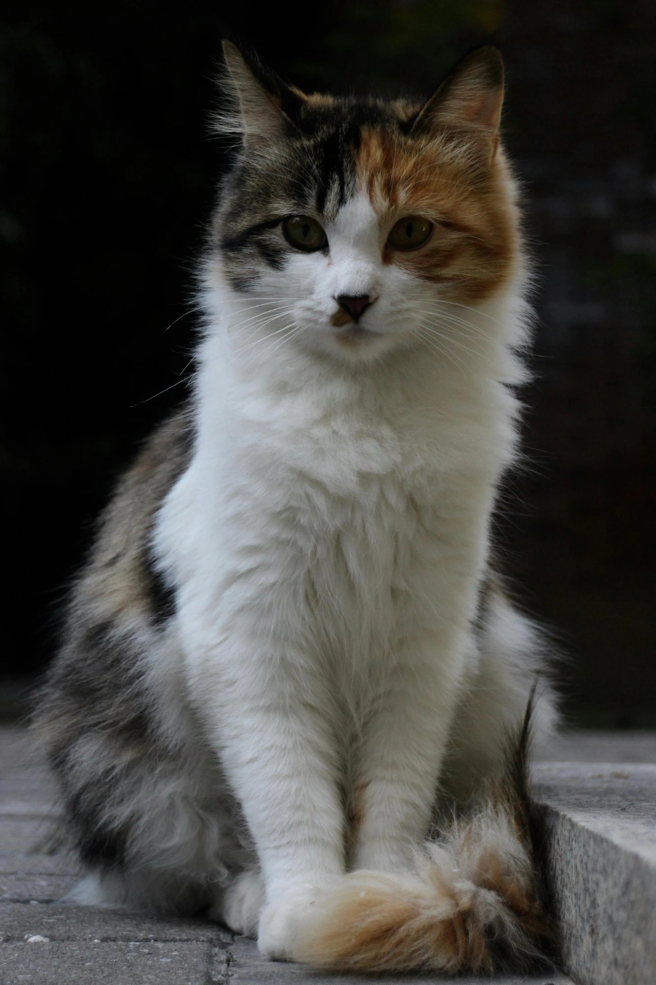 Originalfoto av Sötnos