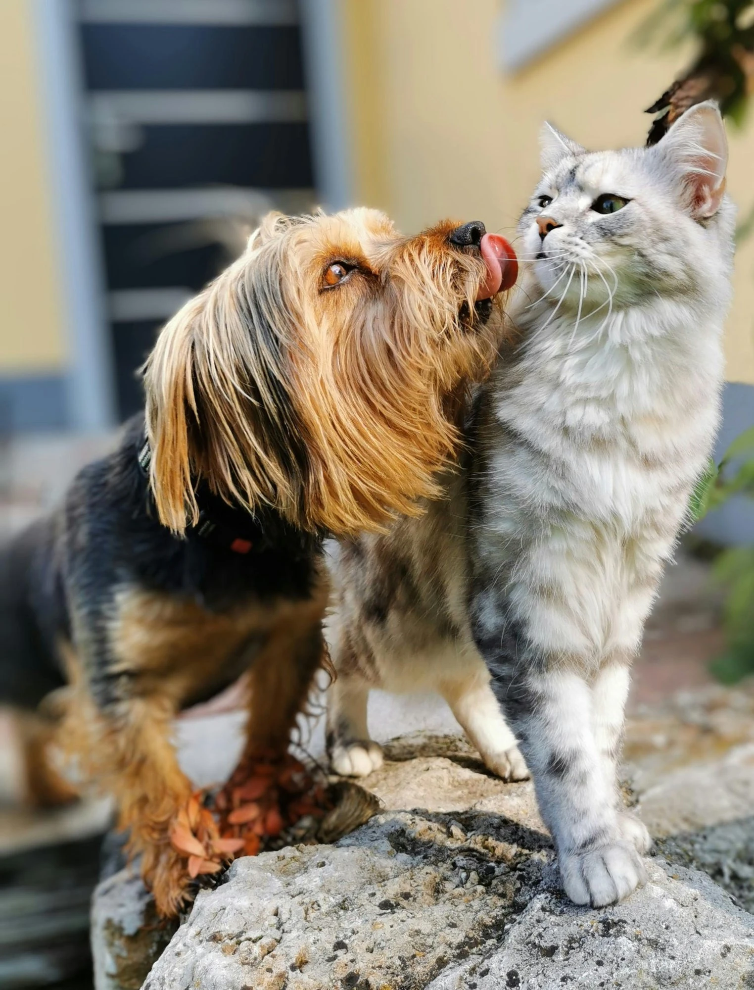 Originalfoto av Sigge & Luna