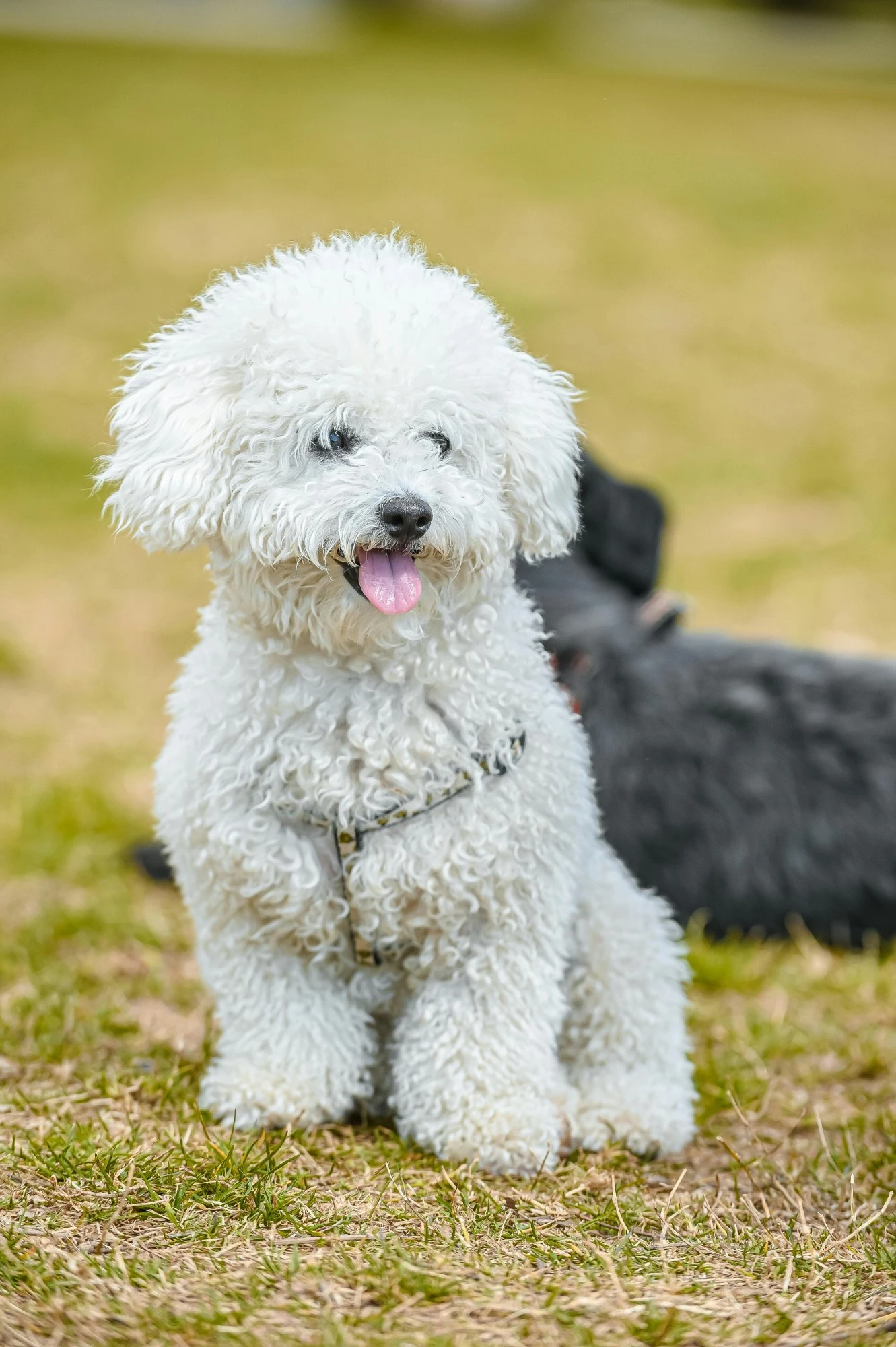 Originalfoto av Levi