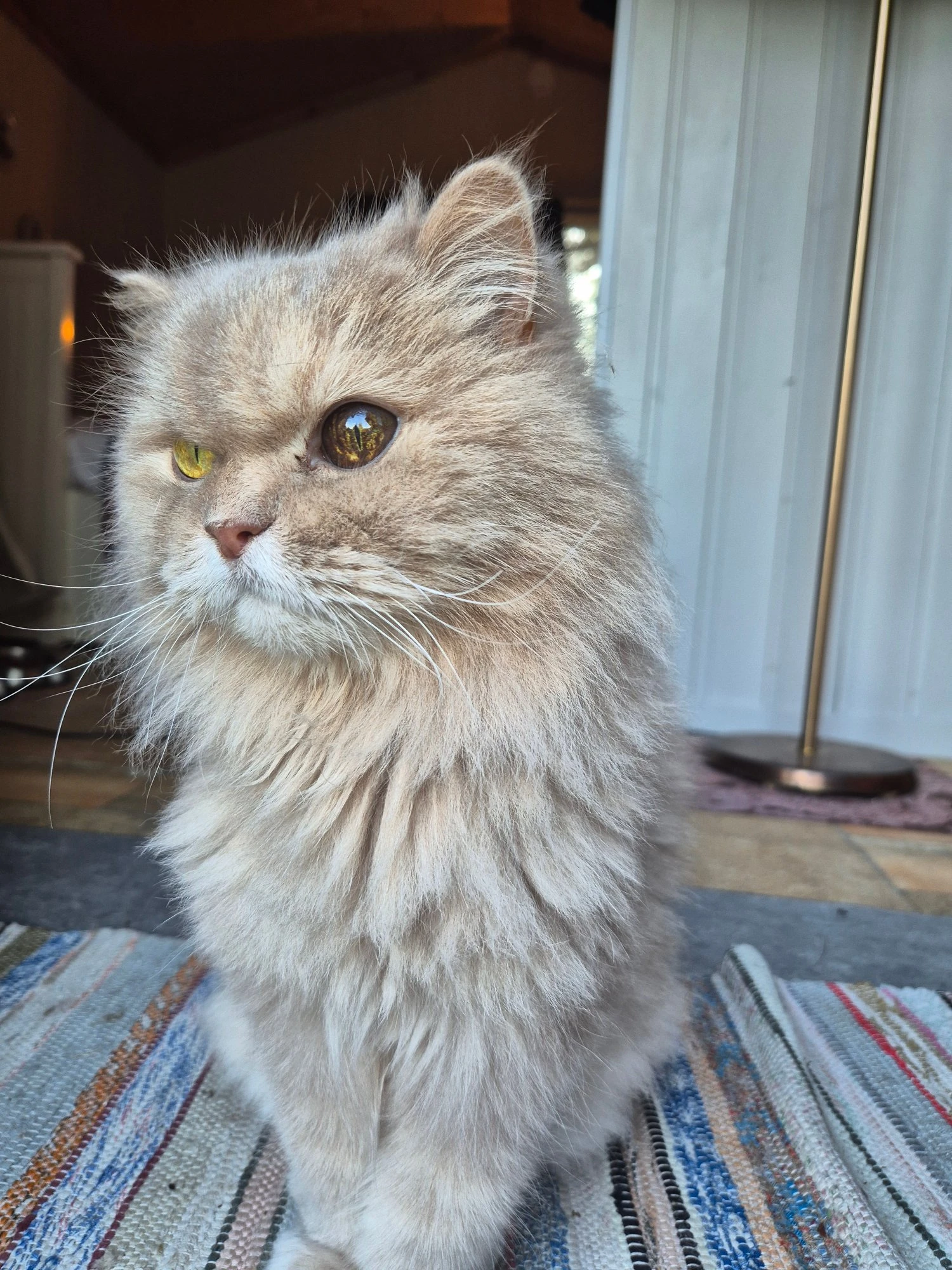 Originalfoto av Tess