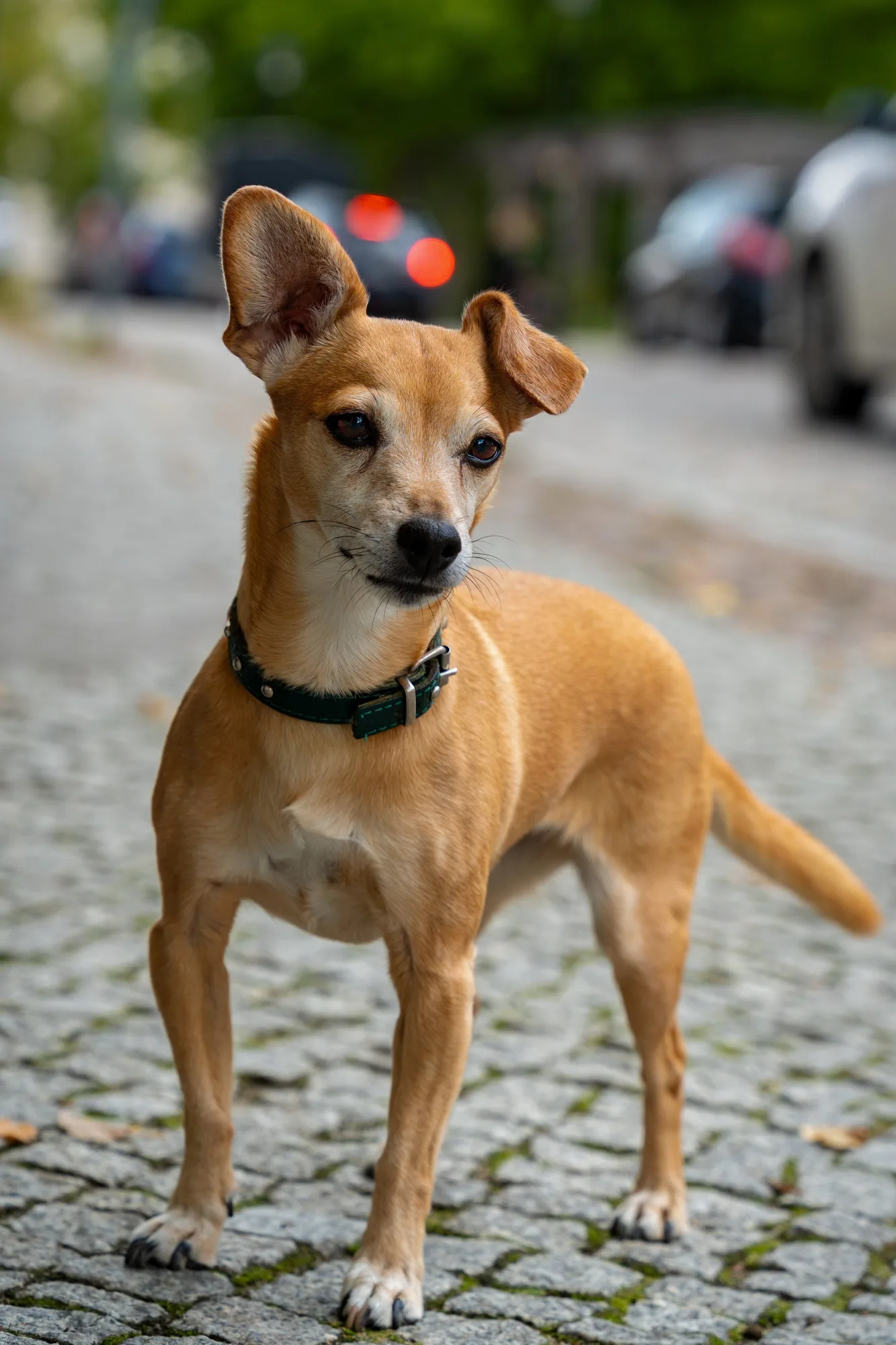 Originalfoto av Skippy